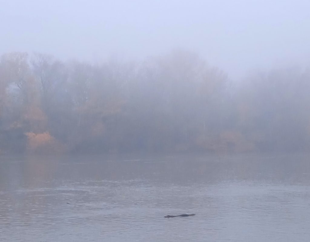 Serait-ce Bois-Dormant que l'on distingue dans la brume ? Et la Tarasque émergeant doucement des eaux du Rhône ? 